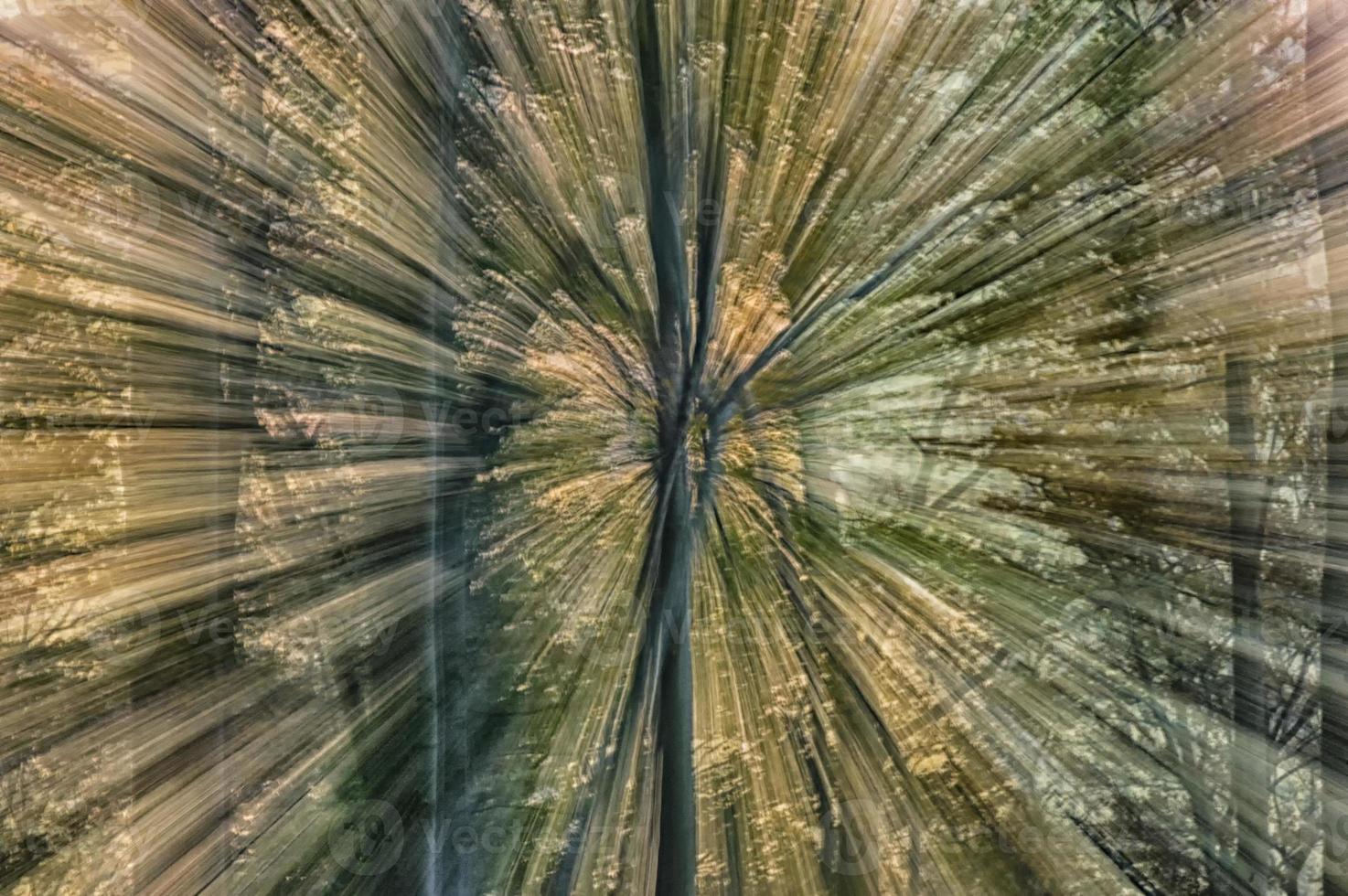 Abstract view of autumnal forest photo
