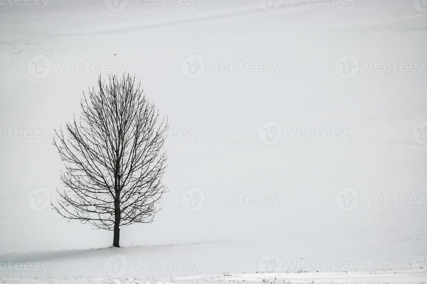 One tree in the landscape photo