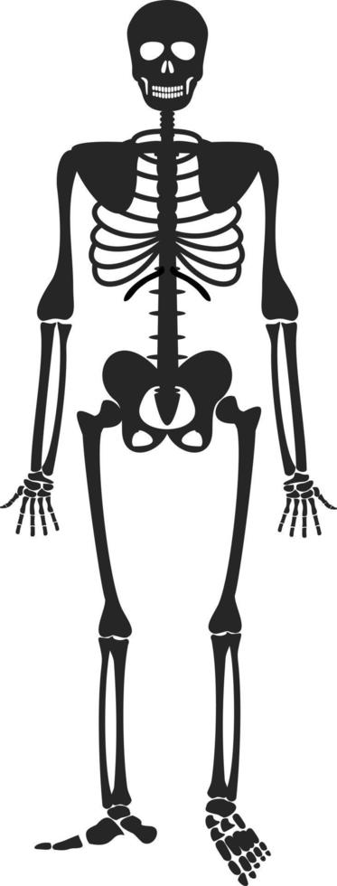 esqueleto humano. huesos anatomía esqueleto vector ilustración, sistema de biología esquelética silueta negra de un esqueleto