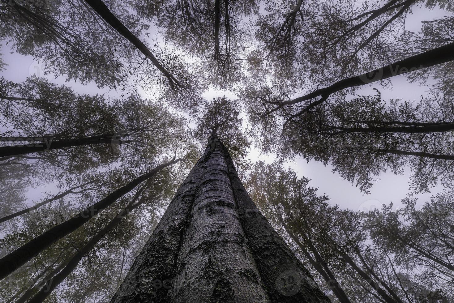 Autumntime trees crown photo