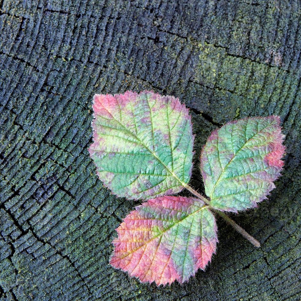 hoja de frambuesa roja de otoño foto