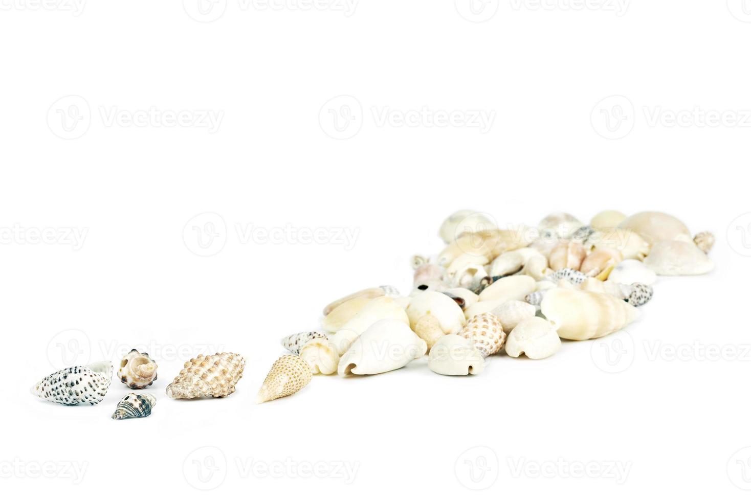 A variety of sea shells photo