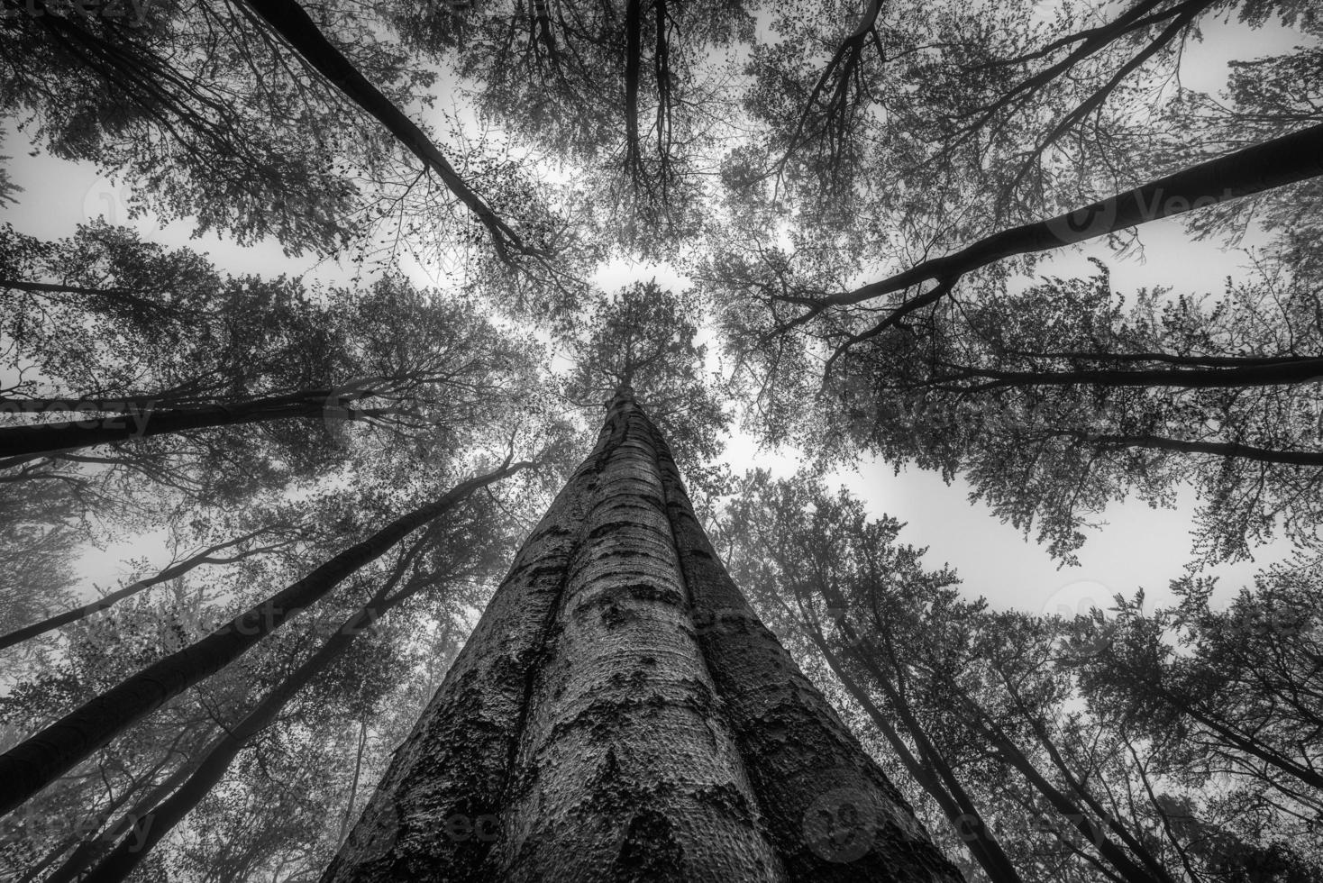 Autumntime trees crown 11533719 Stock Photo at Vecteezy