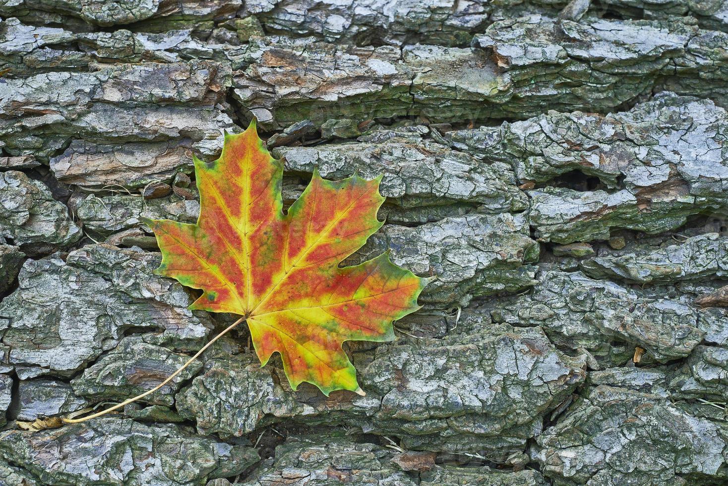 Fallen Maple leaf photo