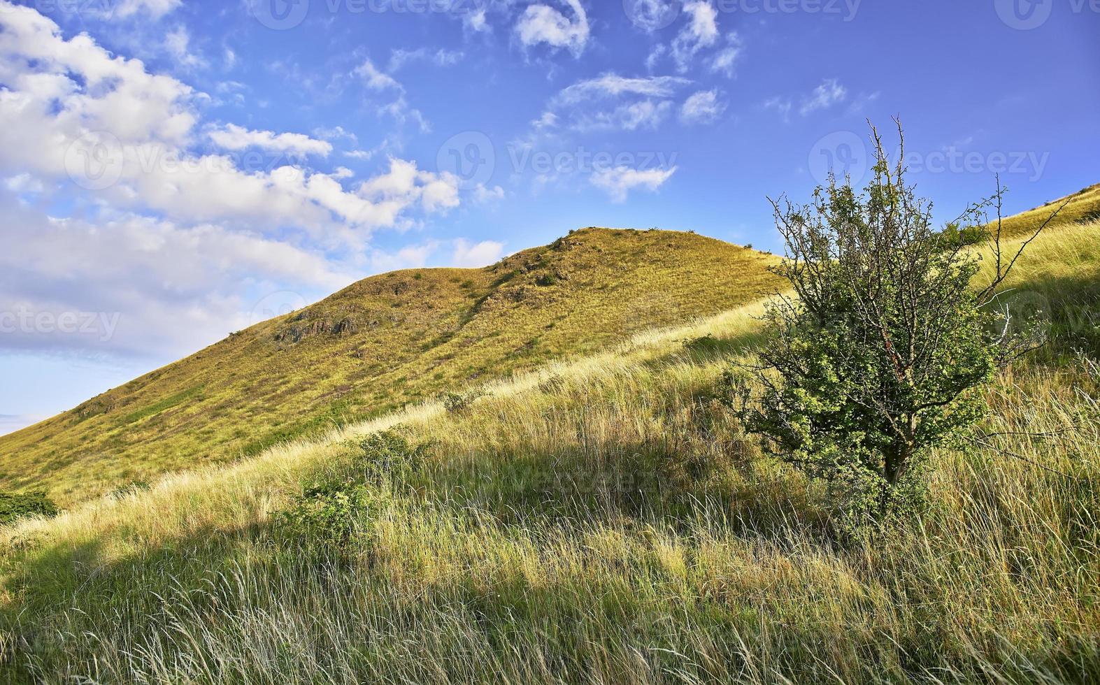 Tree and hill photo