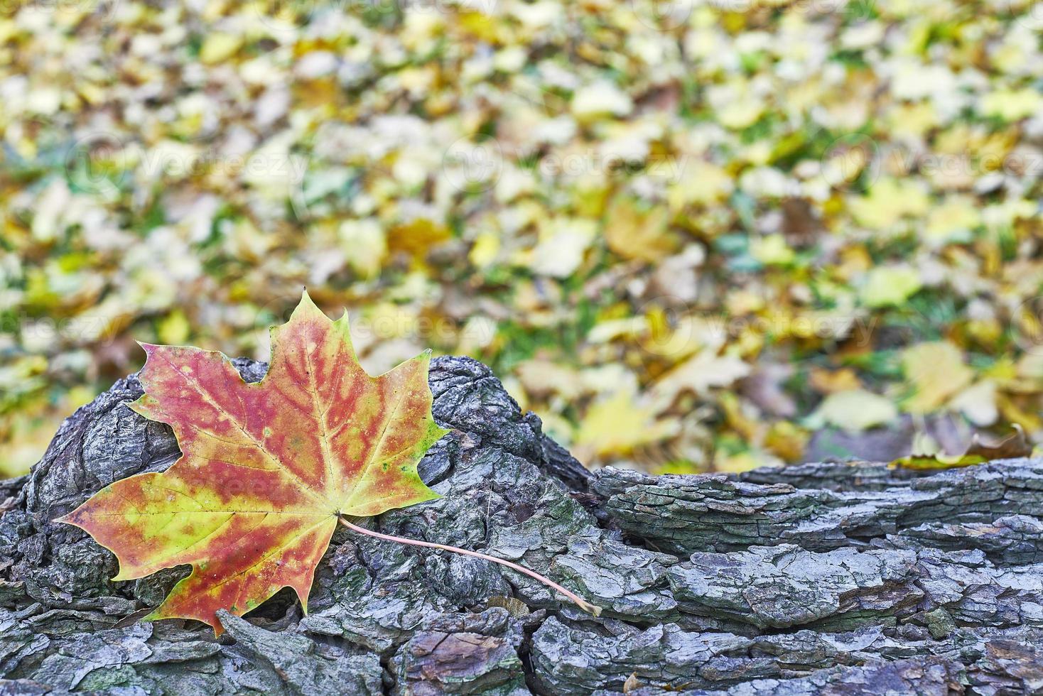 Fallen Maple leaf photo