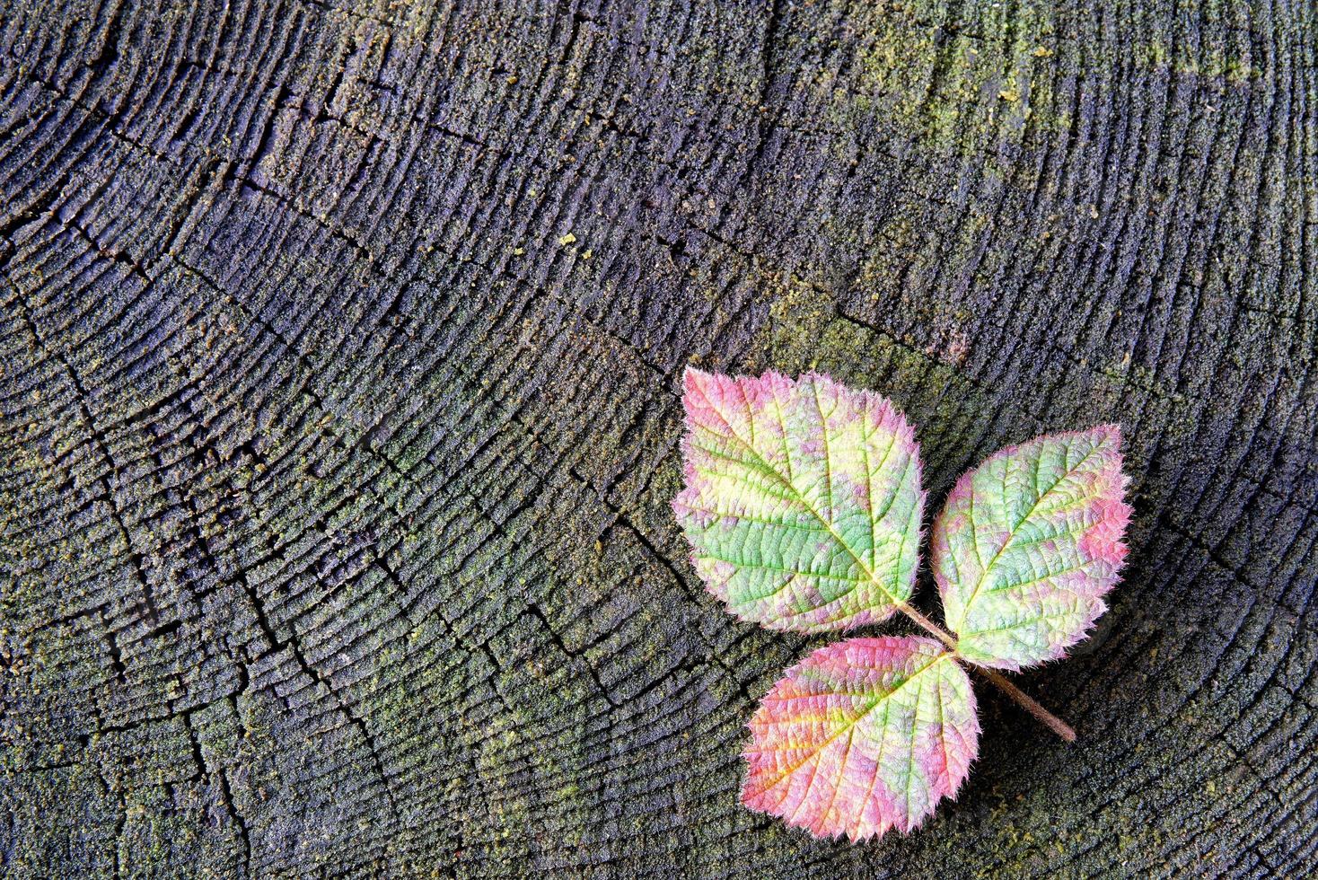 hoja de frambuesa roja de otoño foto