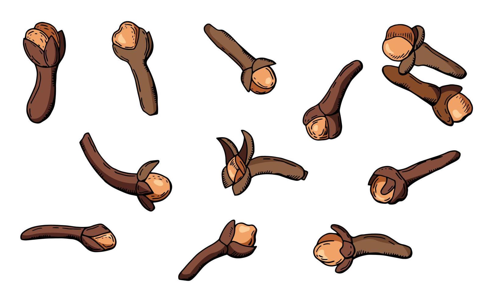 Clove spice. Vector illustration. White background, isolate