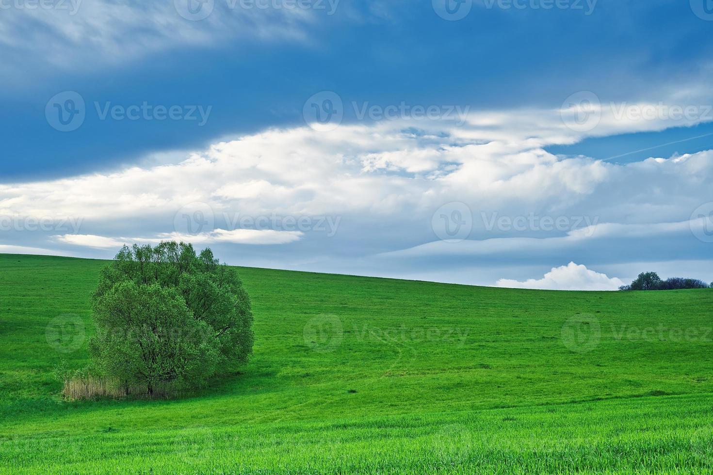 paisaje con arbol foto