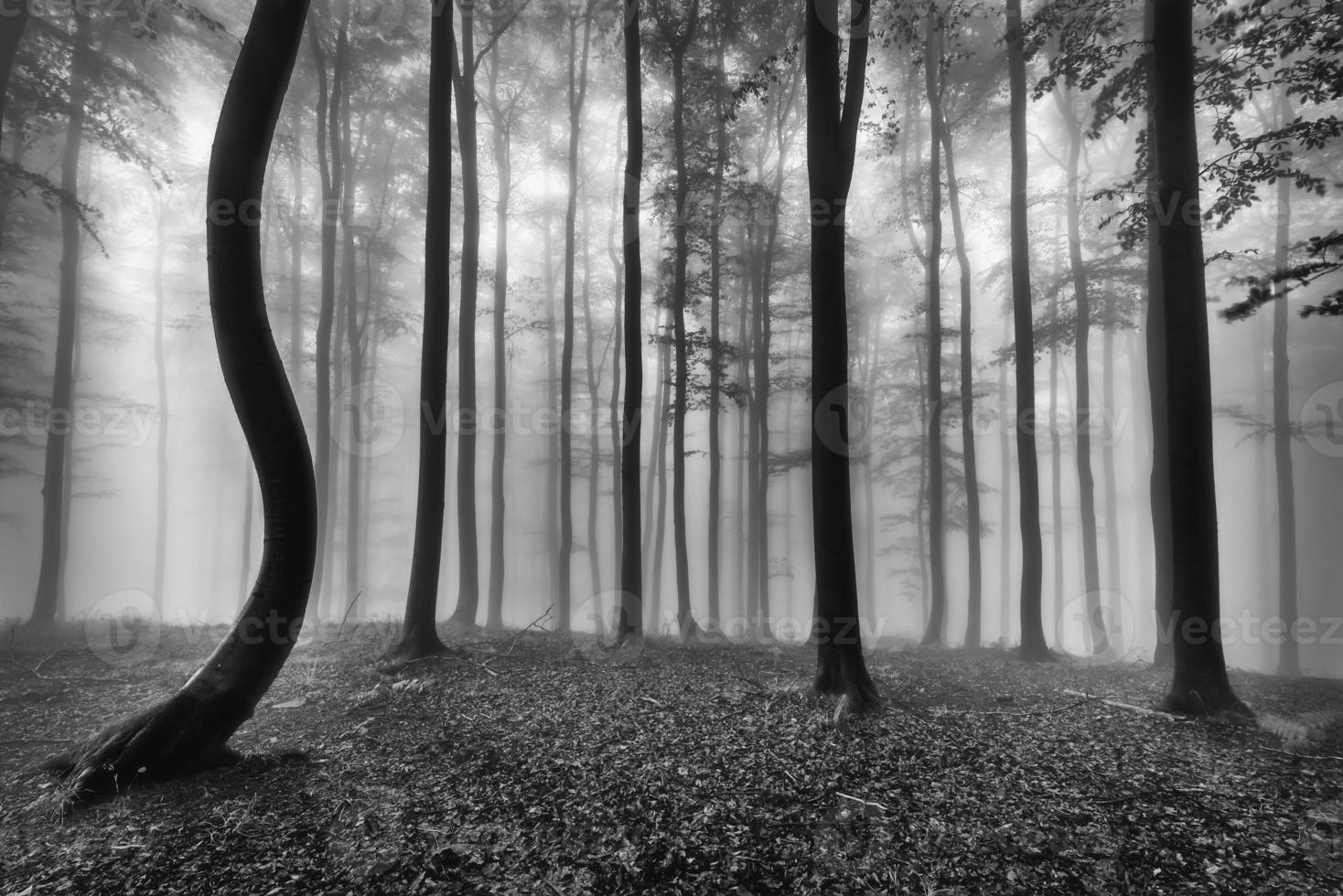 Spring beech forest photo