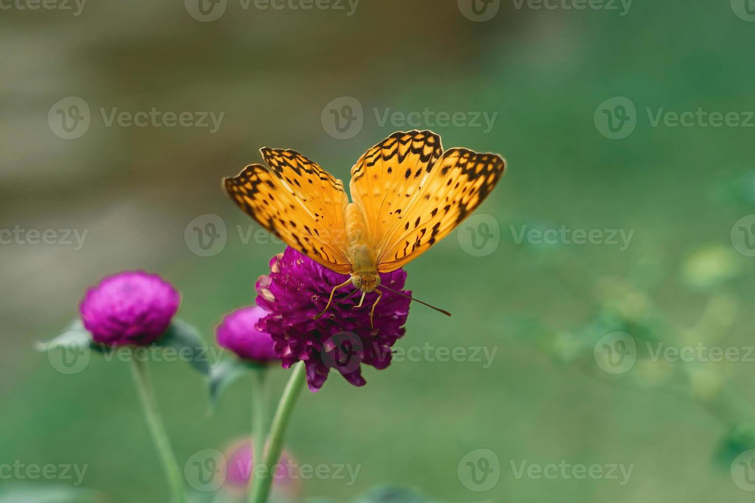 llanura tigre mariposa primer plano macro foto premium