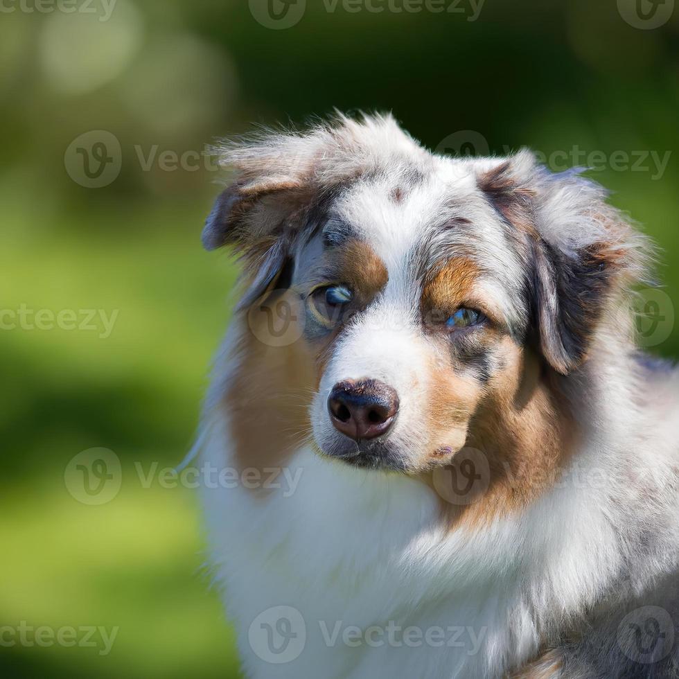 cute puppy dog with green grass bokeh background premium photo 11535340 ...