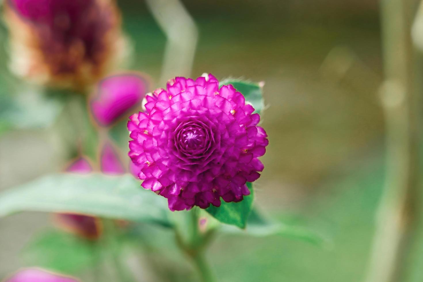 Globe amaranth flower close up macro premium photo