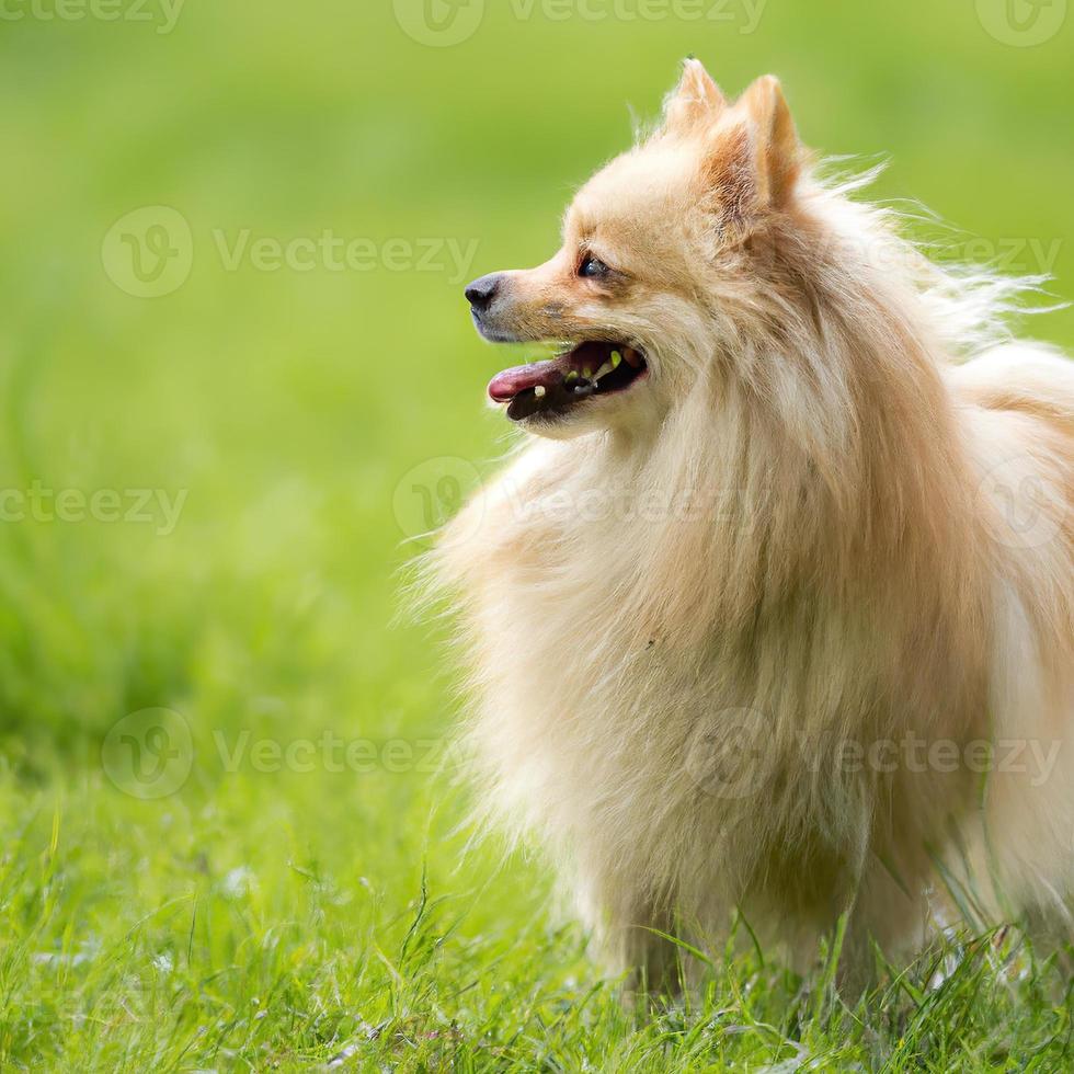 cute puppy dog with green grass bokeh background premium photo