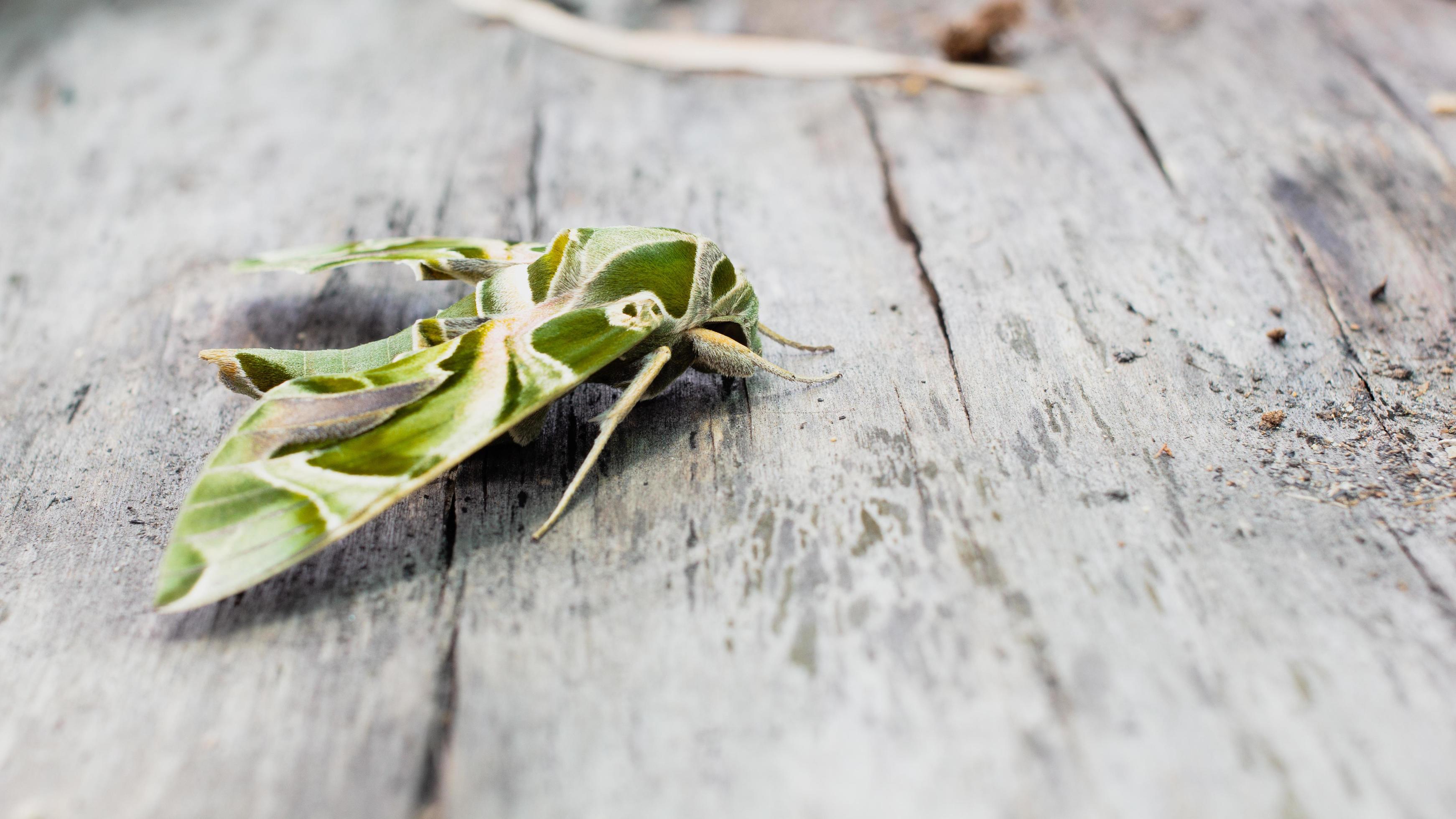 The Oleandar Hawk Moth or army green moth, is a moth of the family Sphingidae perched on a
