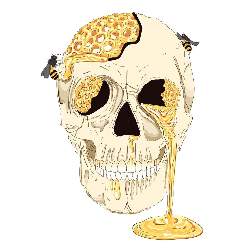 Skull with honey and honey bee illustration. vector