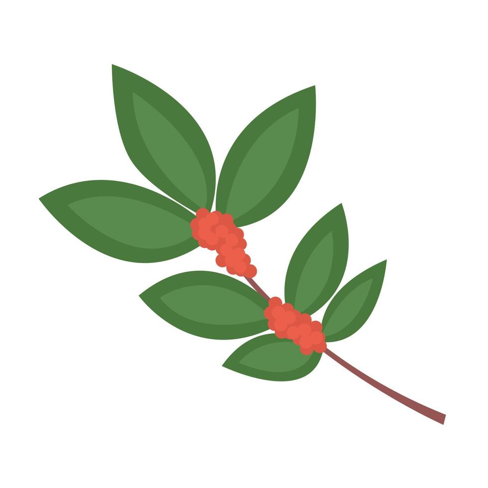 ilustración plana de vector de planta de café. rama de café botánico con frijoles y hojas