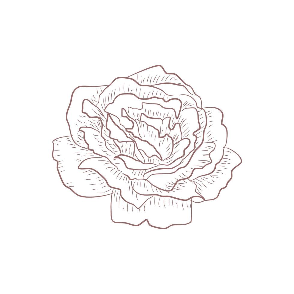 Hand drawn flower sketch line art vector illustration