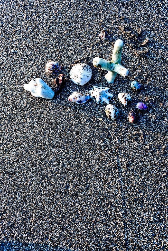 Set of seashells on white sand background photo