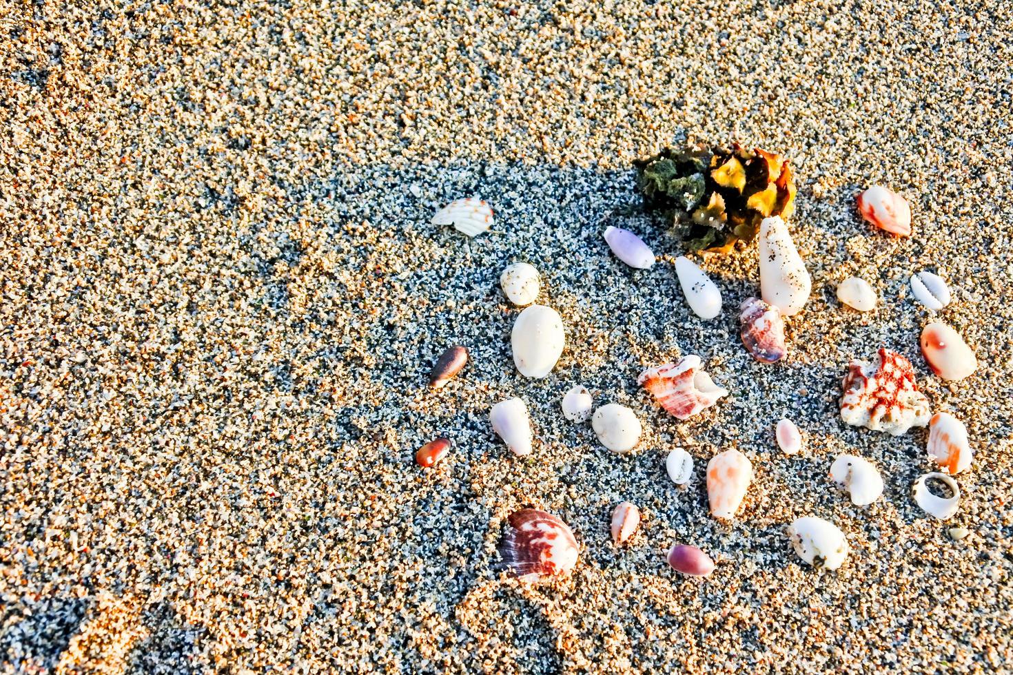 Set of seashells on white sand background photo