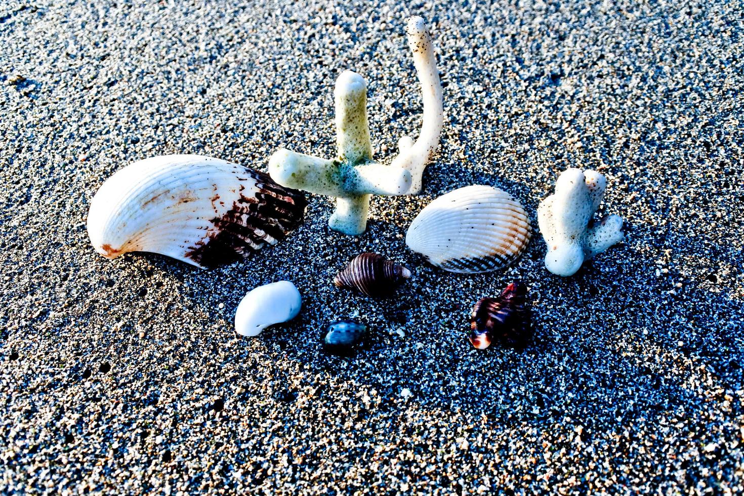 Set of seashells on white sand background photo