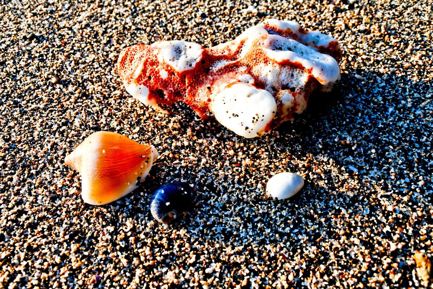 conjunto de conchas marinas sobre fondo de arena blanca foto