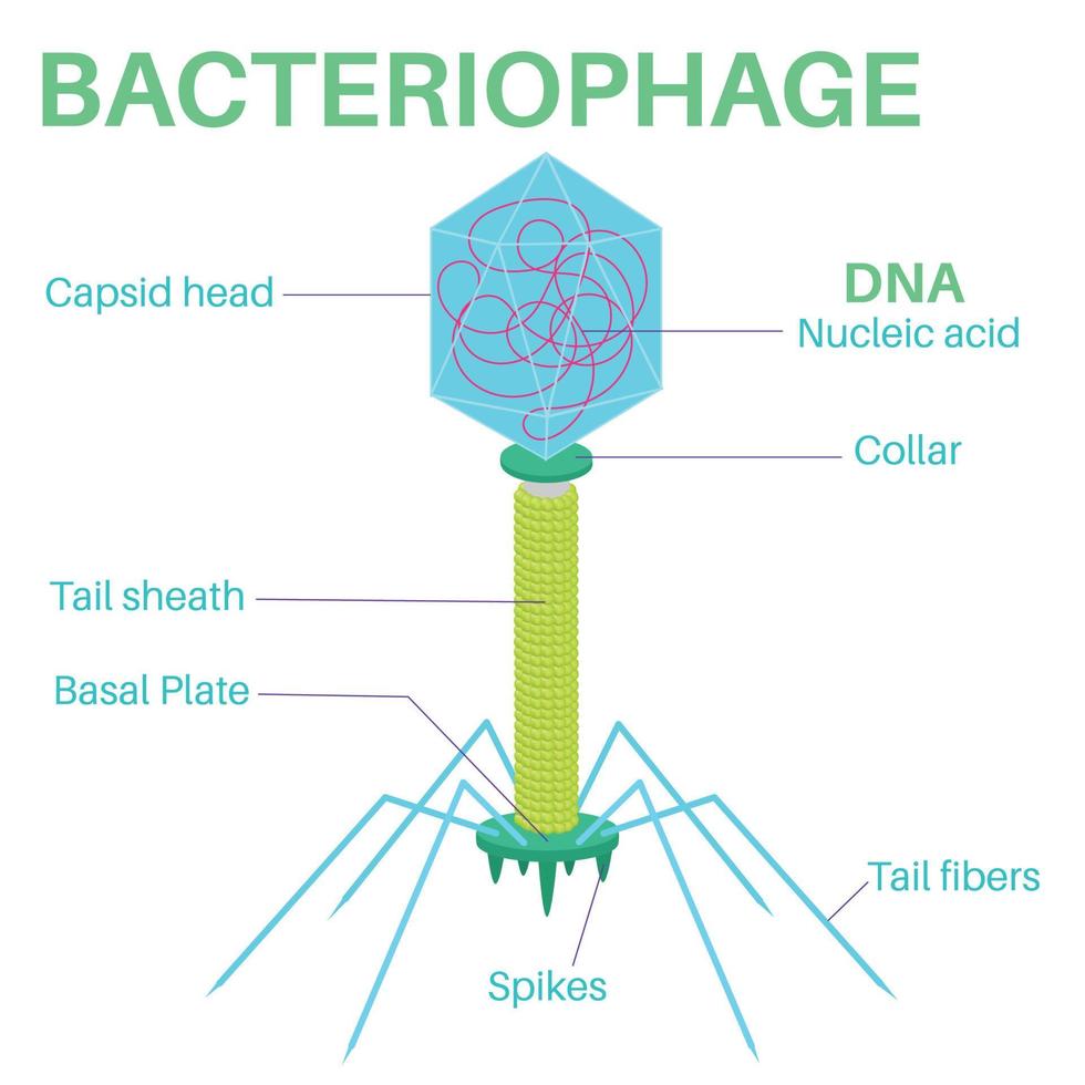 Structure Of The Bacteriophage. vector