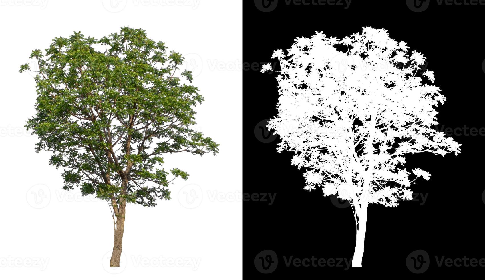 Tree isolated on white background with clipping path and alpha channel on black background photo