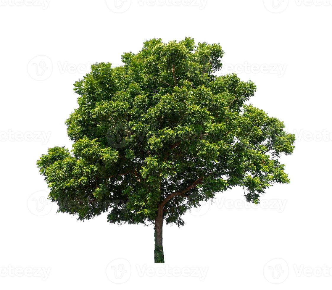 Tree that are isolated on a white background are suitable for both printing and web pages photo