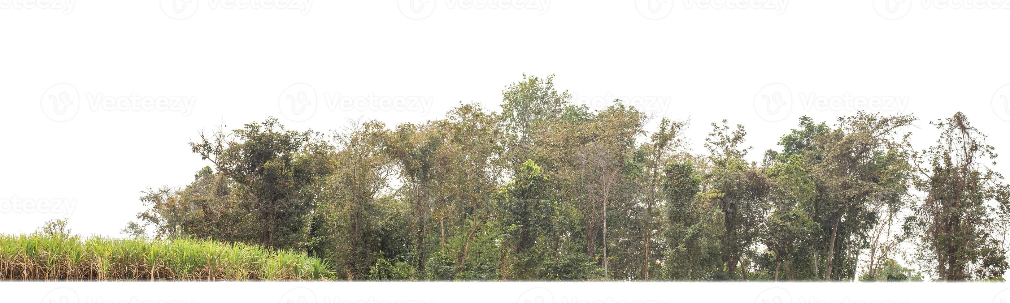 los bosques y el follaje de verano son adecuados tanto para la impresión como para las páginas web. foto