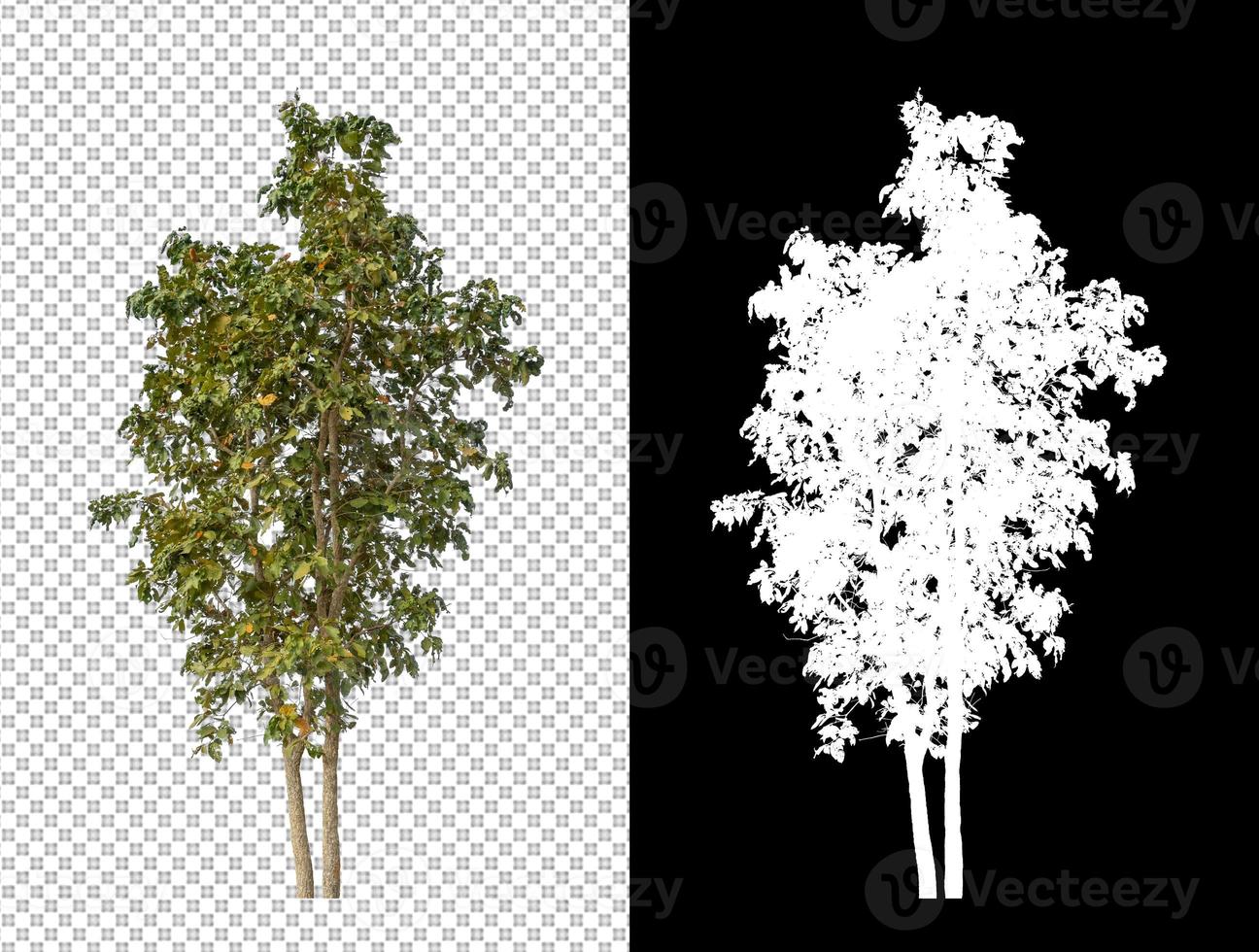 Trees on transparent picture background with clipping path, single tree with clipping path and alpha channel on black background photo