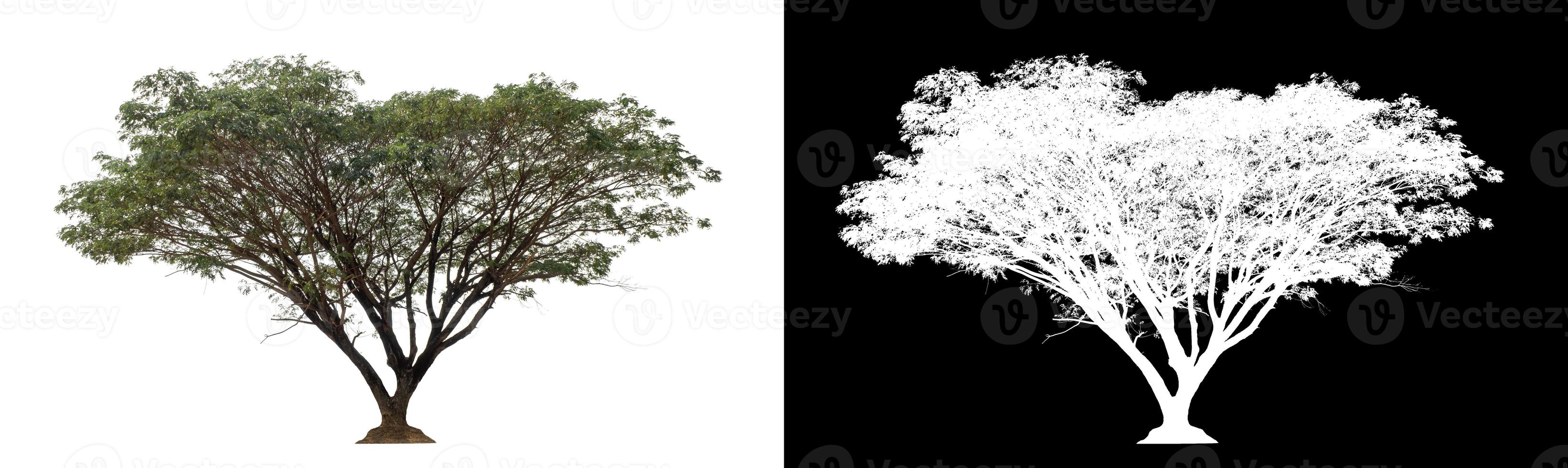 Tree on transparent picture background with clipping path, single tree with clipping path and alpha channel on black background photo