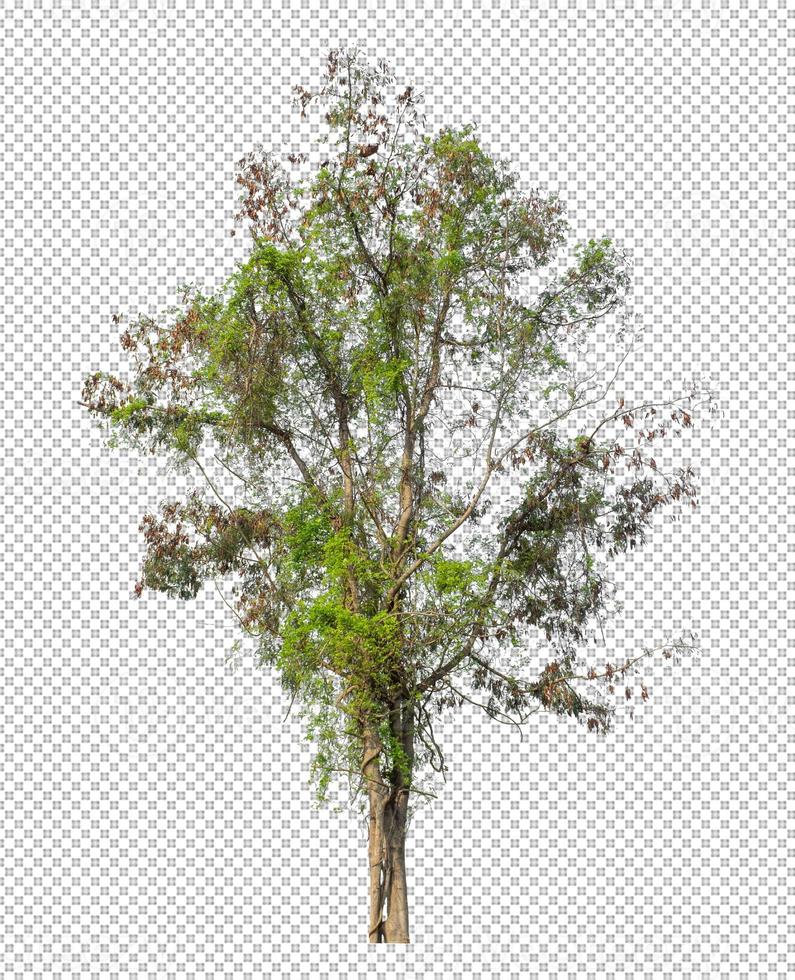 Tree on transparent picture background with clipping path, single tree with clipping path and alpha channel photo