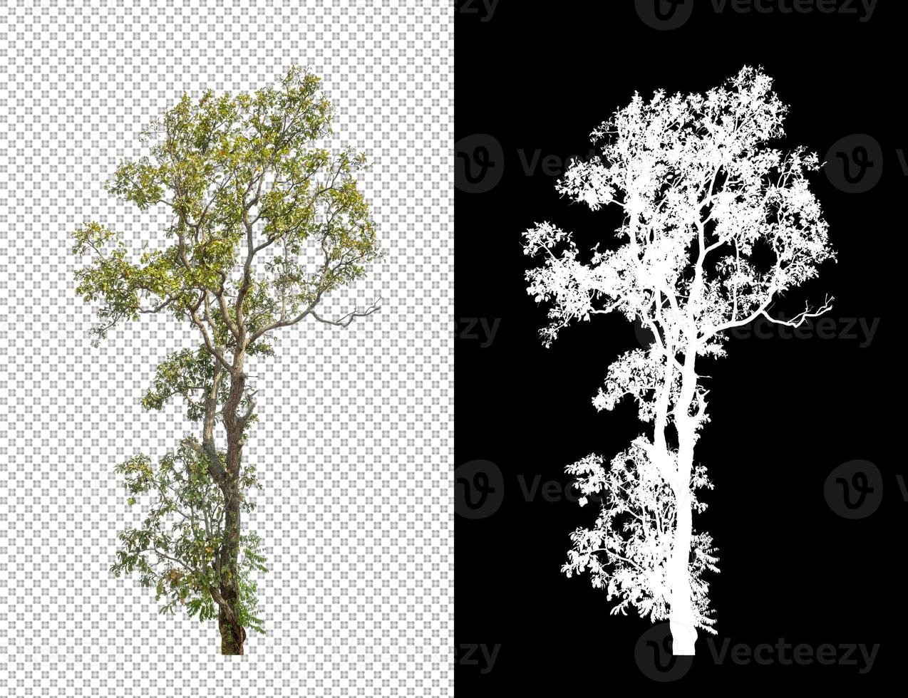 Tree on transparent picture background with clipping path, single tree with clipping path and alpha channel on black background photo