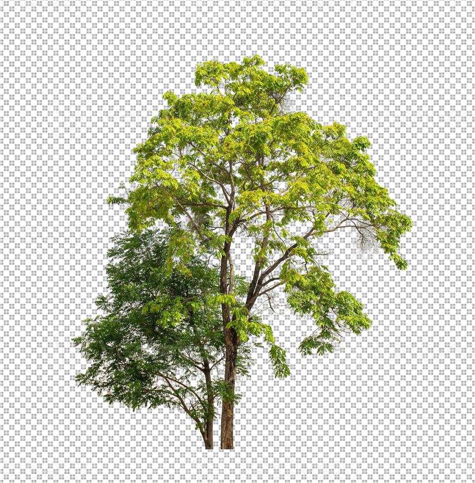 Tree on transparent picture background with clipping path, single tree with clipping path and alpha channel photo