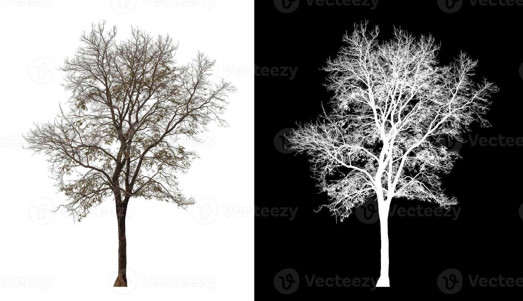 Tree isolated on white background with clipping path and alpha channel on black background photo