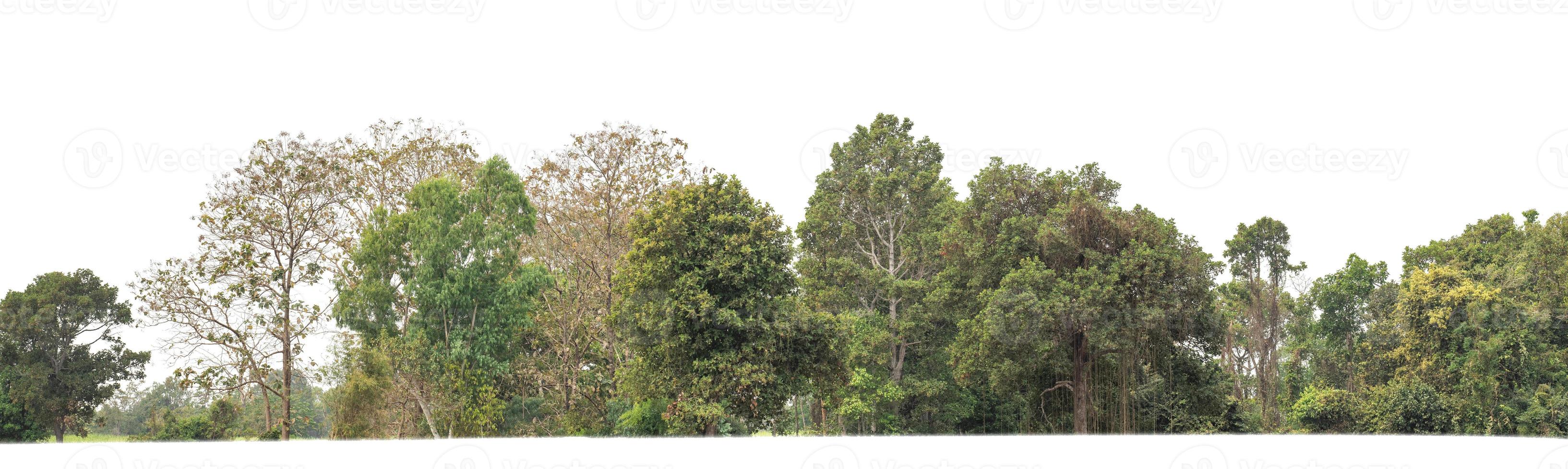 Green Trees isolated on white background.are Forest and foliage in summer for both printing and web pages with cut path and alpha channel photo