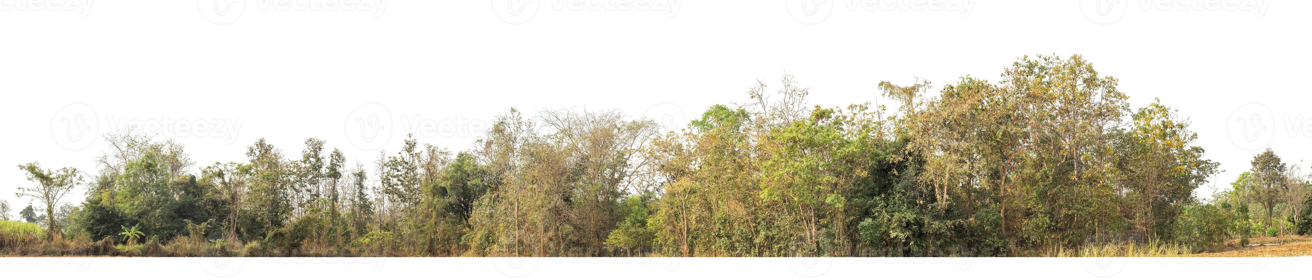 los bosques y el follaje de verano son adecuados tanto para la impresión como para las páginas web. foto