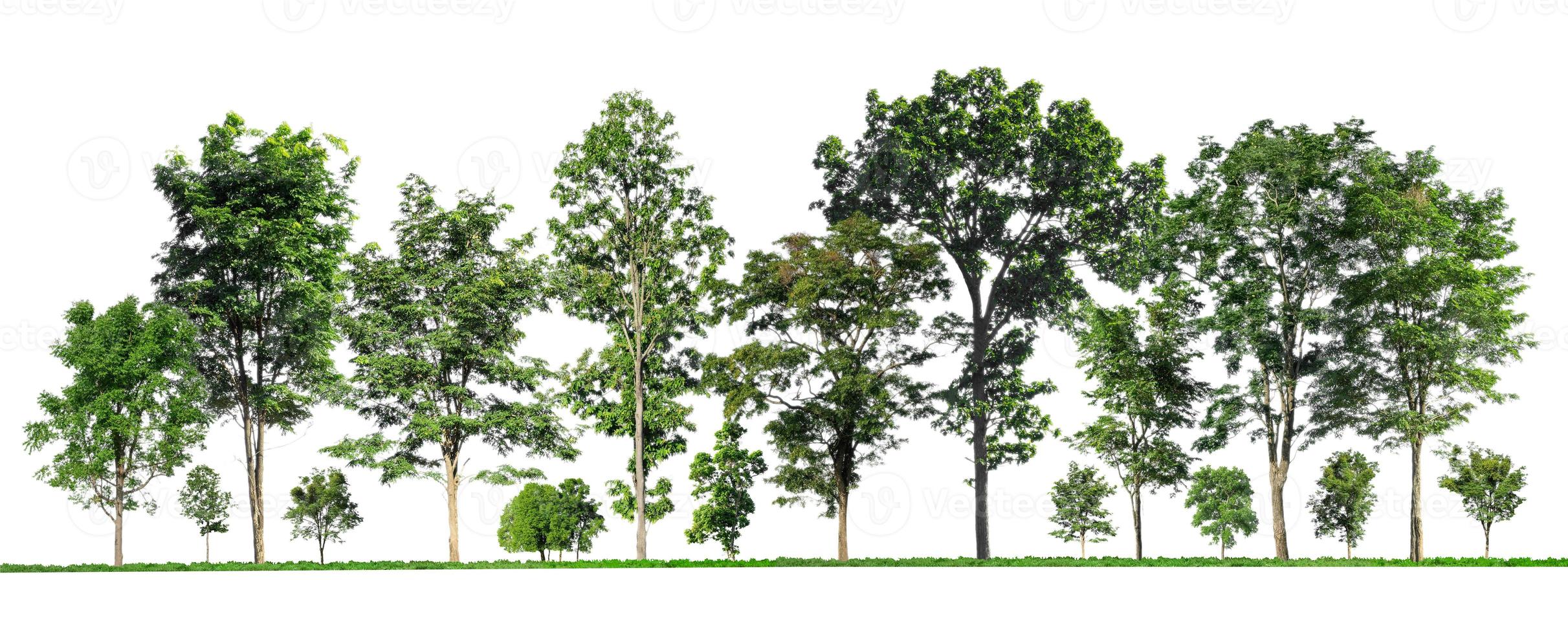 Green trees isolated on white background. forest and leaves in summer rows of trees and bushes photo