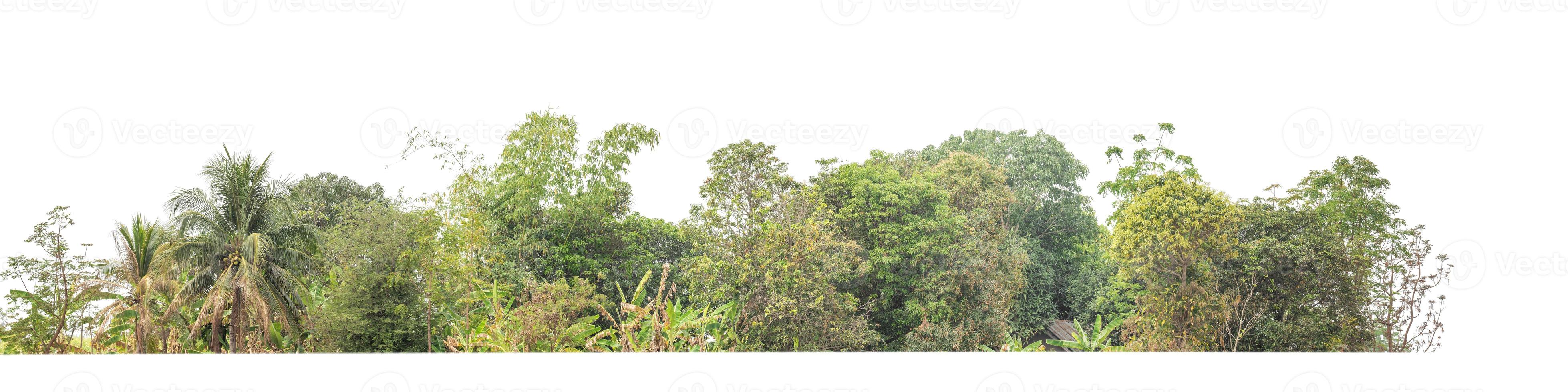 Summer forests and foliage are suitable for both print and web pages. photo