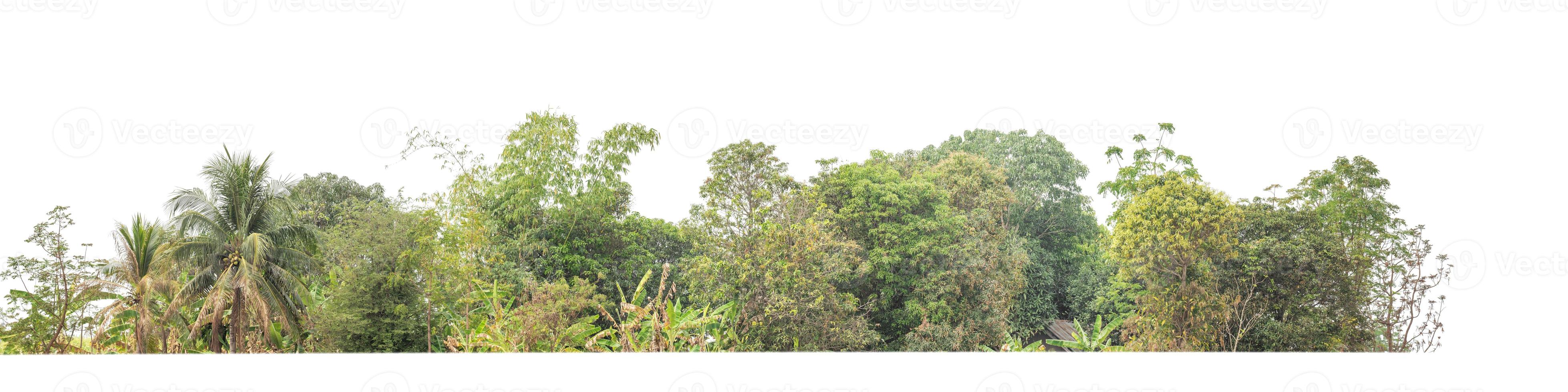 los bosques y el follaje de verano son adecuados tanto para la impresión como para las páginas web. foto