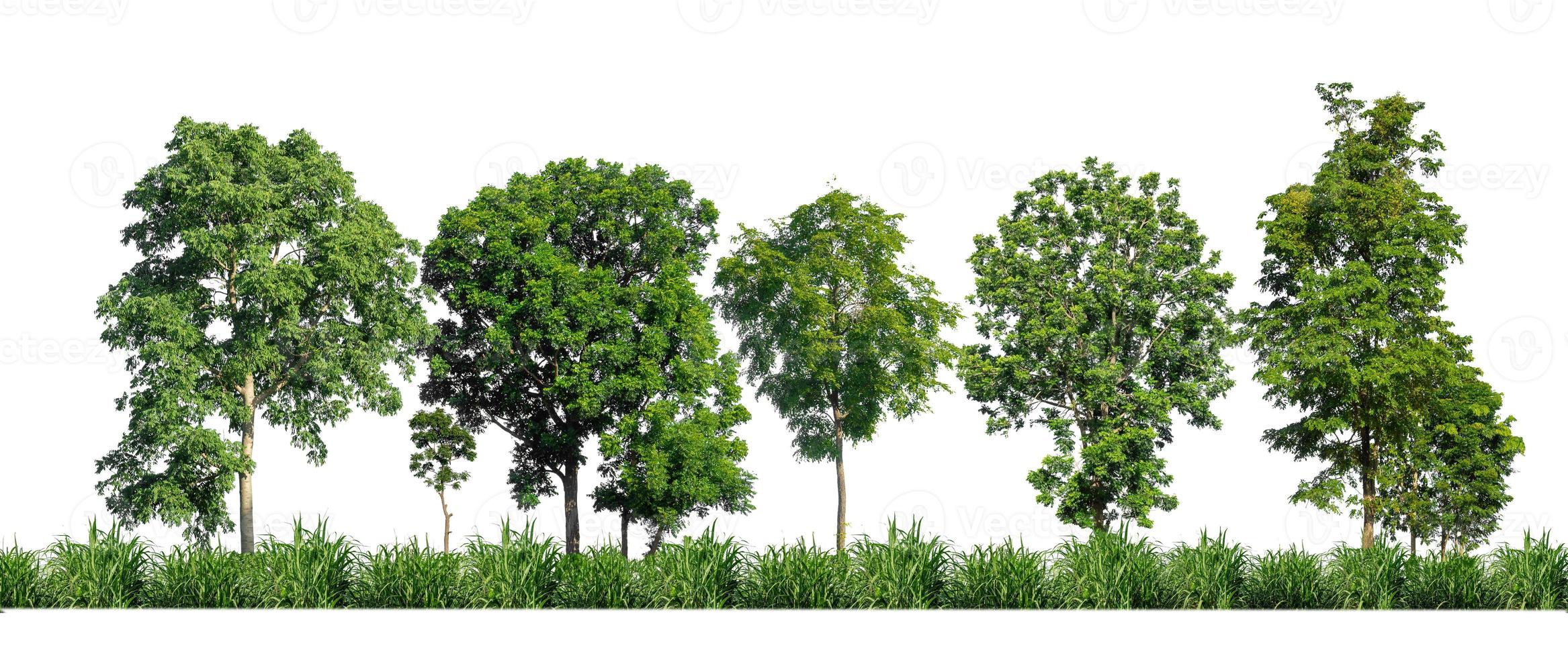 Green trees isolated on white background. forest and leaves in summer rows of trees and bushes photo