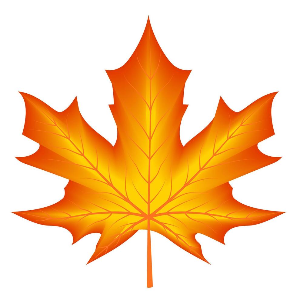 Red yellow autumn season maple leaf vector