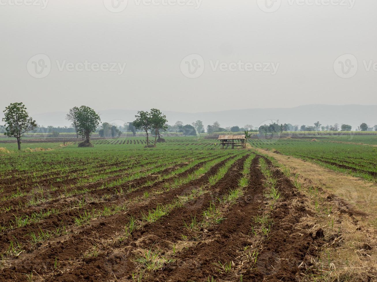 Sugarcane plantations,the agriculture tropical plant in Thailand photo