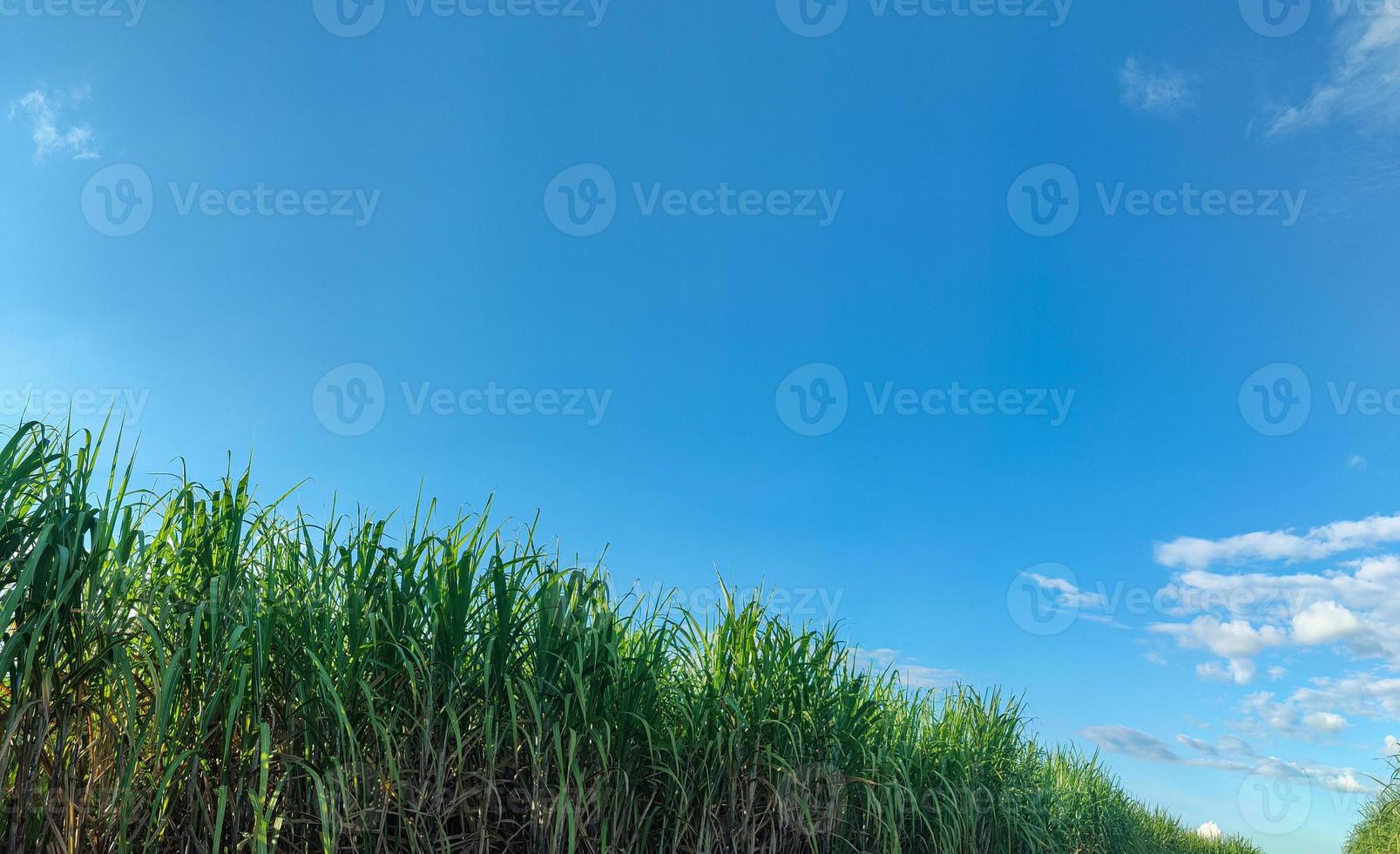 Sugarcane fields and blue sky photo