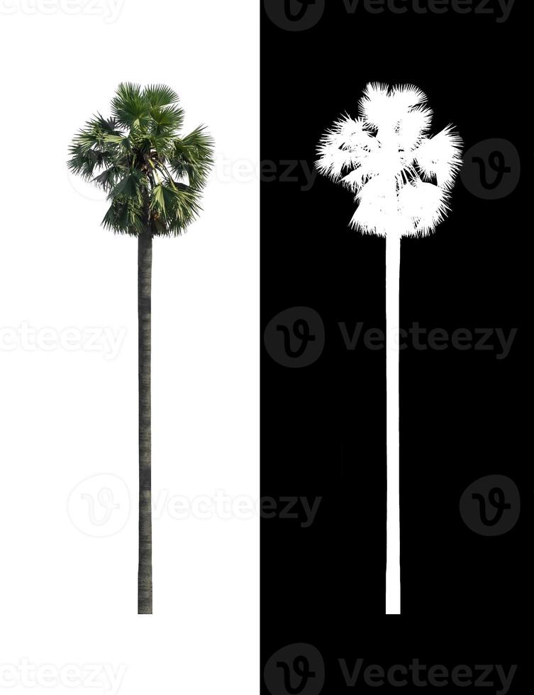 sugar palm  isolated on white background with clipping path and alpha channel on black background photo