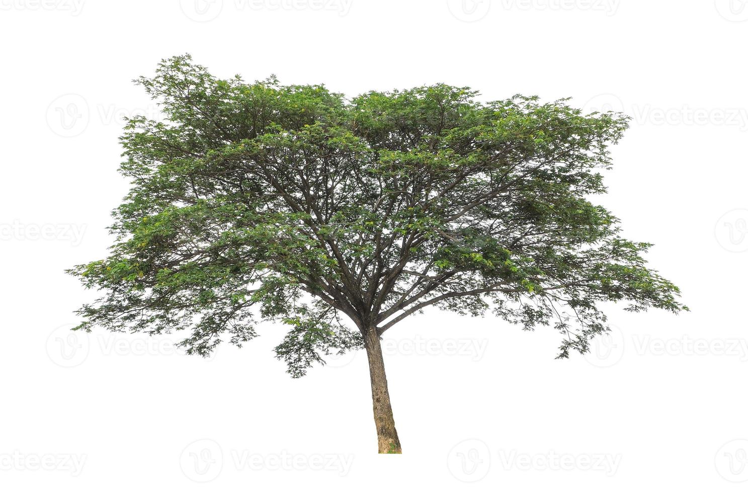 Tree that are isolated on a white background are suitable for both printing and web pages photo