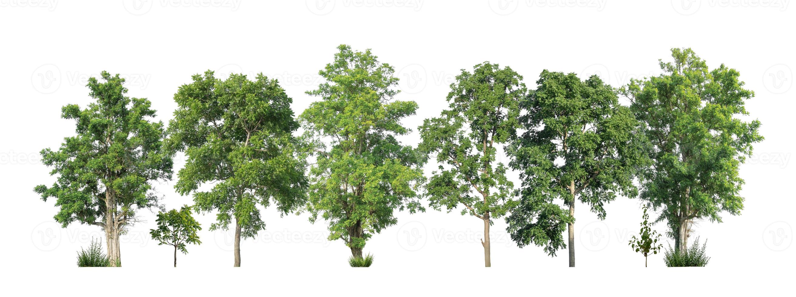 Green trees isolated on white background. forest and leaves in summer rows of trees and bushes photo