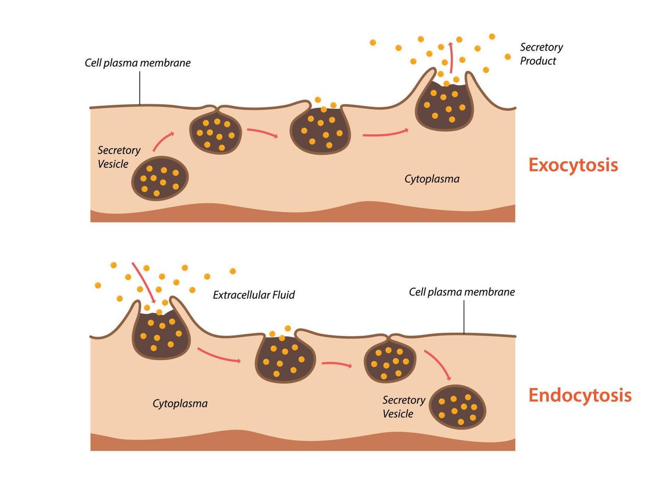 Endocytosis, exocytosis. The cell transports proteins into the cell vector