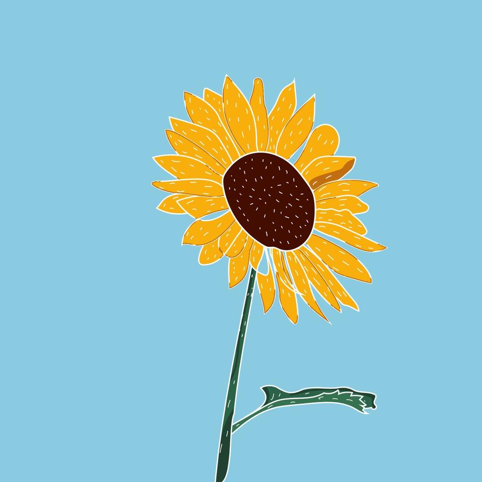 Sunflower realistic vector icon on blue background. Yellow sunflower blooming nature flower illustration for summer and autumn